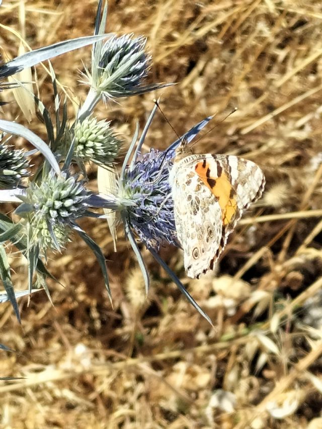 Vanessa cardui